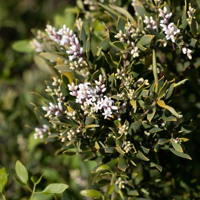 Leucopogon parviflorus, photographed by Kym Nicolson