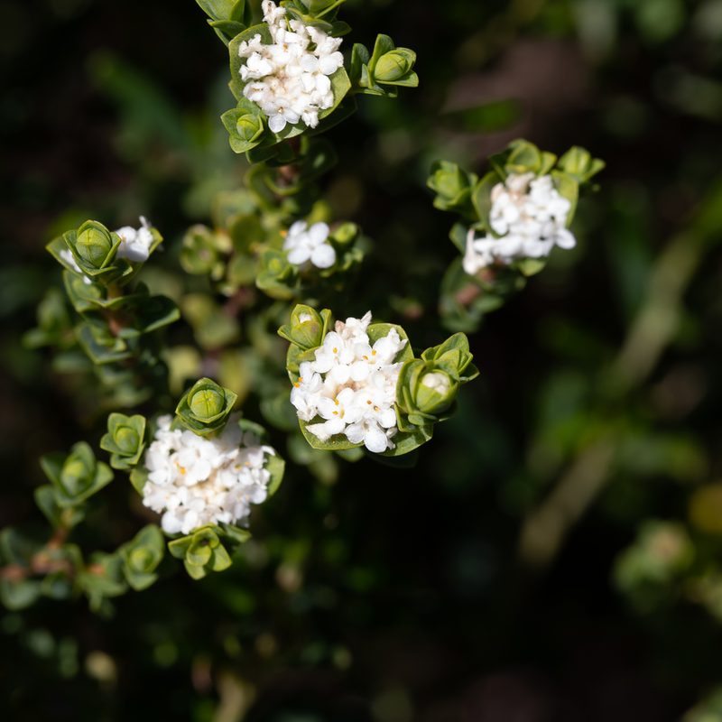 Pimelea flava, photographed by Kym Nicolson