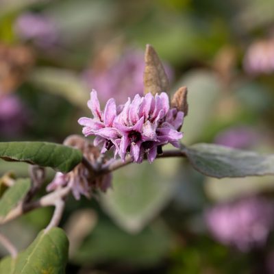 Lasiopetalum discolor, photographed by Kym Nicolson