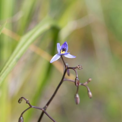 Dianella brevicaulis, photographed by Kym Nicolson