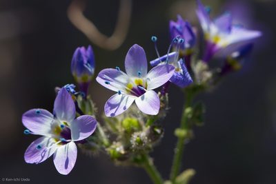 Gilia brecciarum, photographed by Ken-ichi Ueda