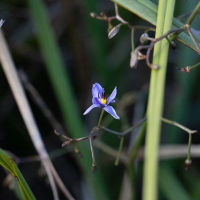 Dianella brevicaulis, photographed by Kym Nicolson