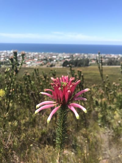 Erica fascicularis, photographed by Sam McCarren