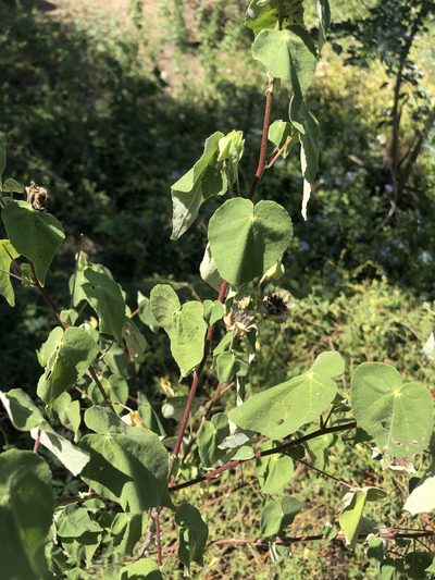 Abutilon hypoleucum, photographed by Jared Shorma