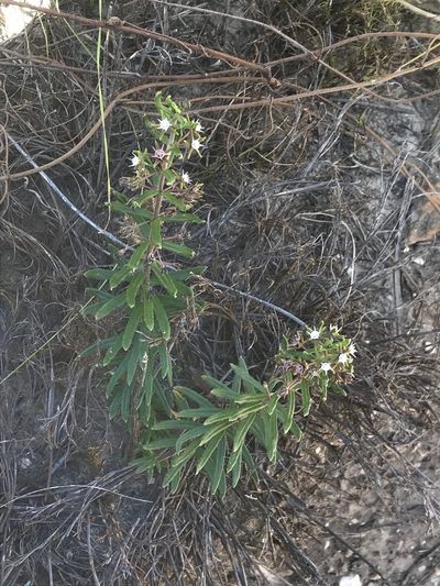 Aspidoglossum heterophyllum, photographed by Sam McCarren