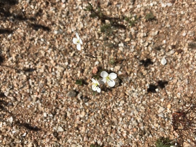 Heliophila seselifolia, photographed by Sam McCarren