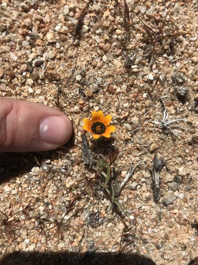 Gazania tenuifolia, photographed by Sam McCarren