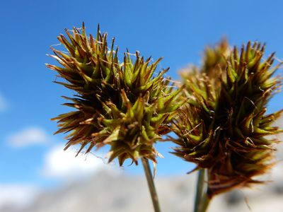 Carex straminiformis, photographed by Matt Lavin