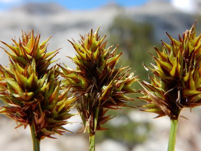 Carex straminiformis, photographed by Matt Lavin