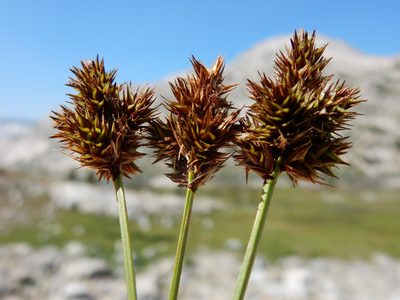 Carex straminiformis, photographed by Matt Lavin