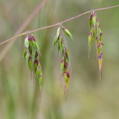 Ehrharta longiflora, photographed by Kym Nicolson
