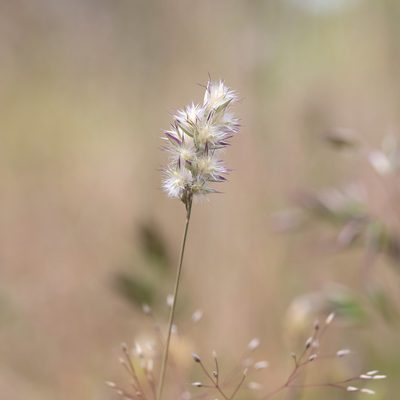 Rytidosperma geniculatum, photographed by Kym Nicolson