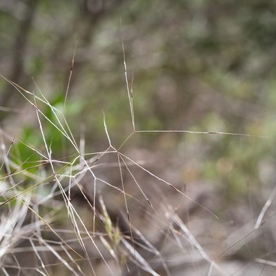 Austrostipa elegantissima, photographed by Kym Nicolson