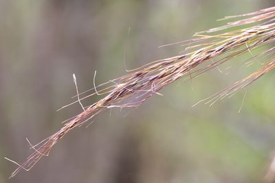 Austrostipa breviglumis, photographed by Kym Nicolson