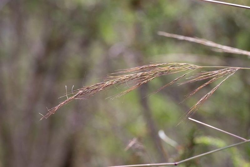 Austrostipa breviglumis, photographed by Kym Nicolson