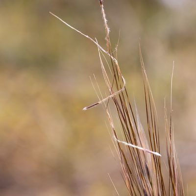 Austrostipa mollis, photographed by Kym Nicolson