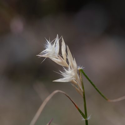 Rytidosperma geniculatum, photographed by Kym Nicolson