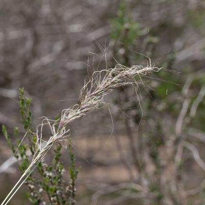Austrostipa mollis, photographed by Kym Nicolson