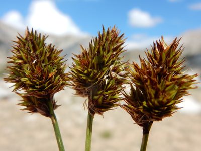 Carex straminiformis, photographed by Matt Lavin