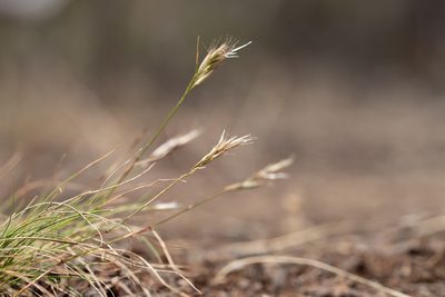 Rytidosperma setaceum, photographed by Kym Nicolson