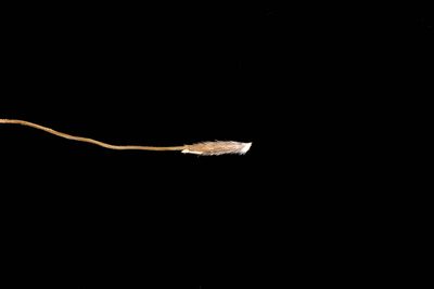 Austrostipa breviglumis, photographed by Kym Nicolson