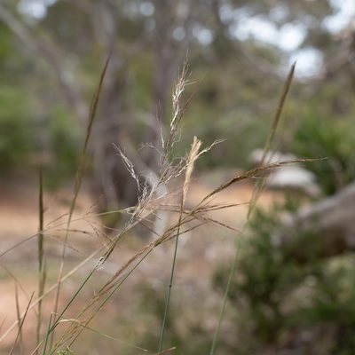 Austrostipa breviglumis, photographed by Kym Nicolson