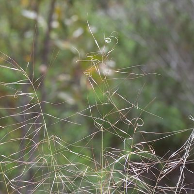 Austrostipa scabra, photographed by Kym Nicolson
