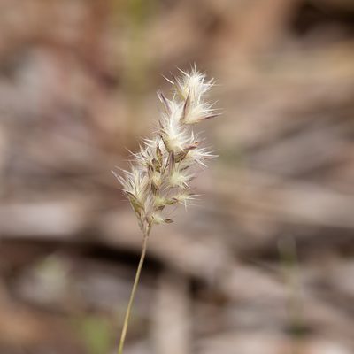 Rytidosperma geniculatum, photographed by Kym Nicolson