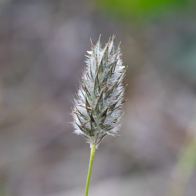 Neurachne alopecuroidea, photographed by Kym Nicolson