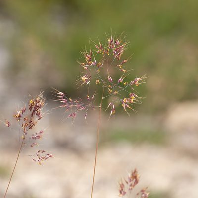 Pentameris pallida, photographed by Kym Nicolson