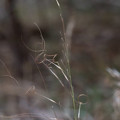 Austrostipa scabra, photographed by Kym Nicolson