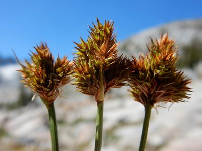 Carex straminiformis, photographed by Matt Lavin