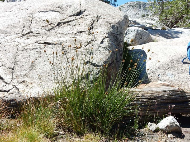 Carex straminiformis, photographed by Matt Lavin