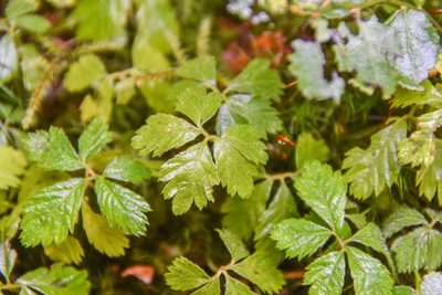 Rubus pedatus, photographed by Jay Pruett