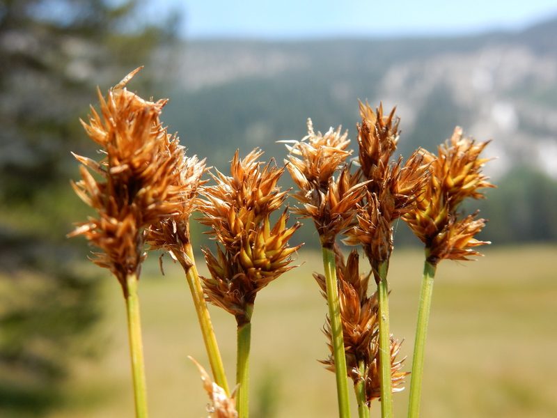 Carex subfusca, photographed by Matt Lavin