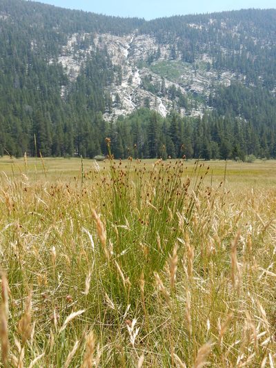 Carex subfusca, photographed by Matt Lavin