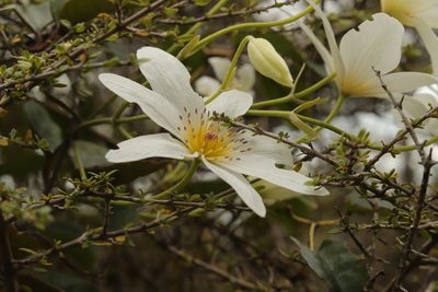 Clematis paniculata, photographed by Kathy Warburton