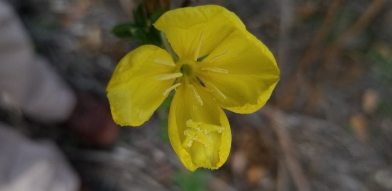 Oenothera elata, photographed by James C. Davis
