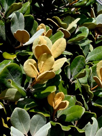Pittosporum serpentinum, photographed by Peter de Lange