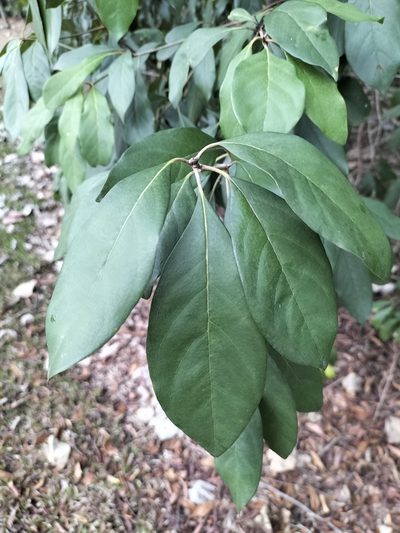 Pittosporum tinifolium, photographed by Matthew Borella
