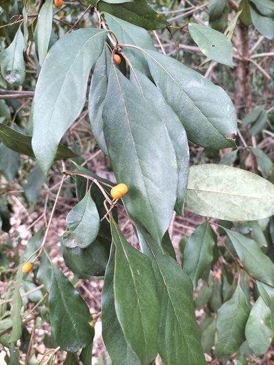 Pittosporum tinifolium, photographed by Matthew Borella