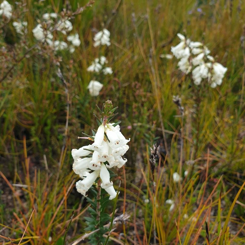 Epacris obtusifolia, photographed by Shelomi Doyle
