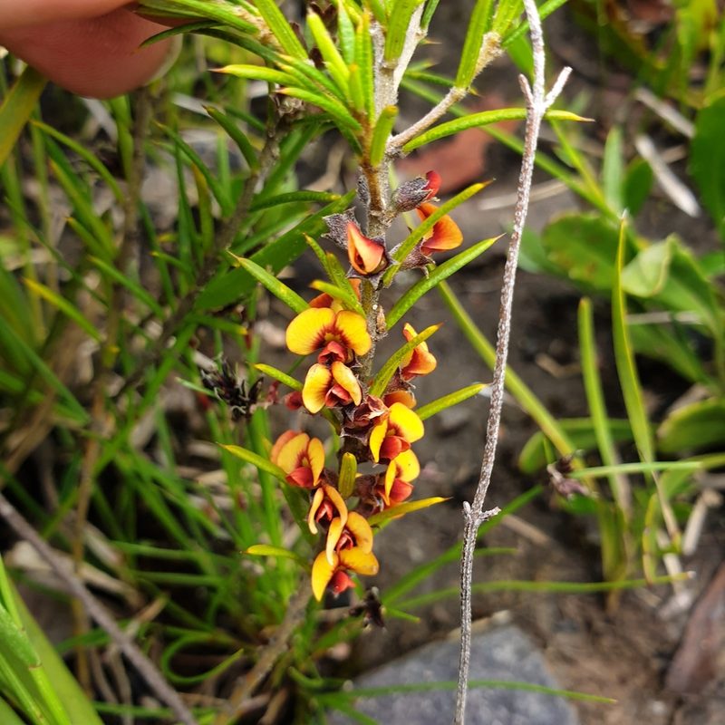 Mirbelia pungens, photographed by Shelomi Doyle