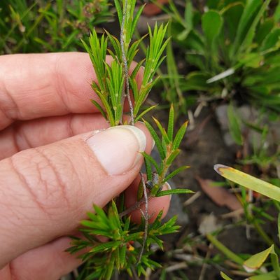 Mirbelia pungens, photographed by Shelomi Doyle