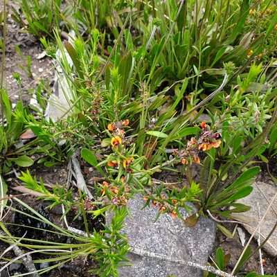 Mirbelia pungens, photographed by Shelomi Doyle