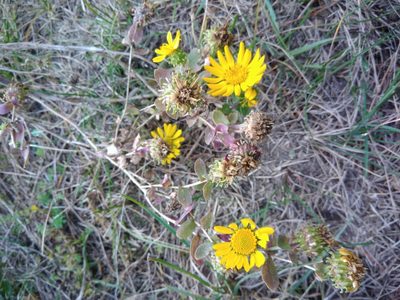 Grindelia squarrosa, photographed by Valerii Darmostuk