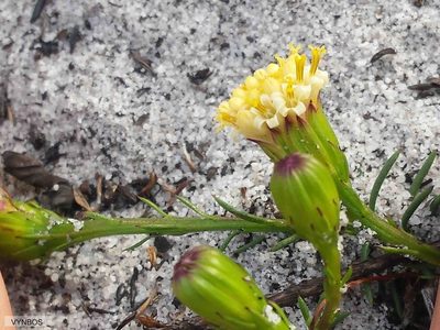 Senecio triqueter, photographed by Chris Vynbos