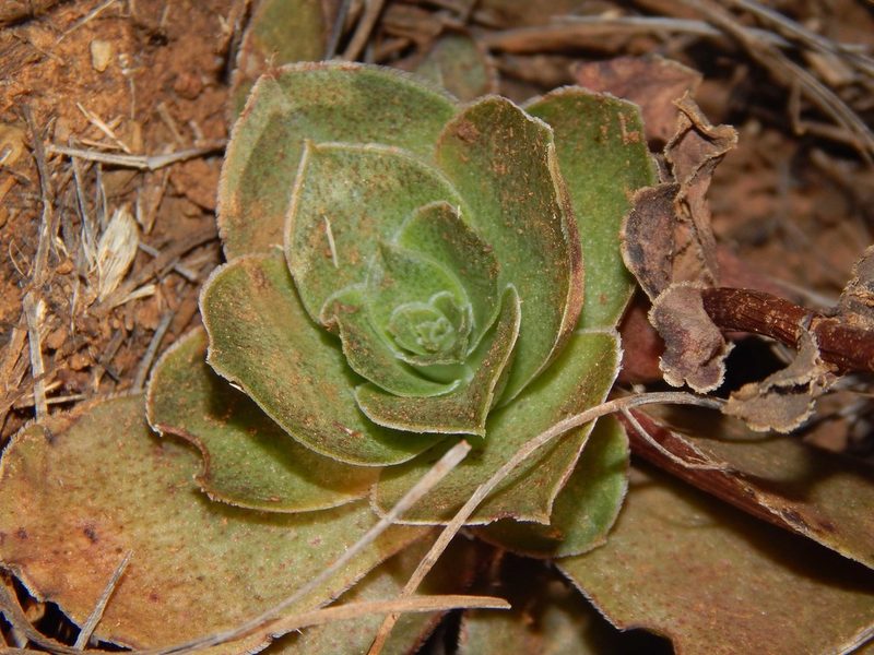 Crassula capitella, photographed by melda