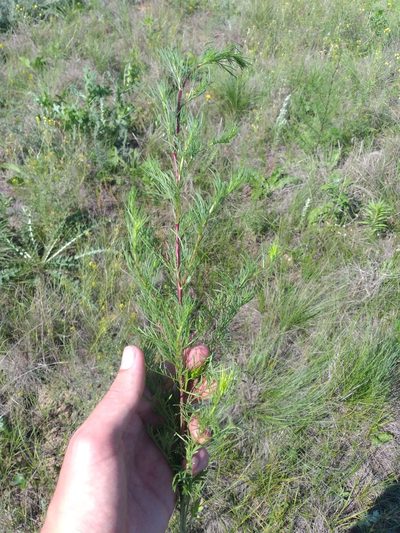 Artemisia scoparia, photographed by Dmitriy Bochkov