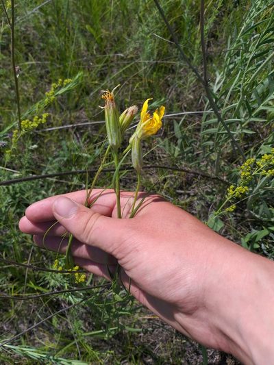 Gelasia ensifolia, photographed by Dmitriy Bochkov